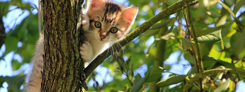 picture of a kitten up a tree